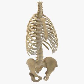 3D Real Human Rib Cage Spine and Female Pelvis Bones Anatomy With Intervertibral Disks 01 model